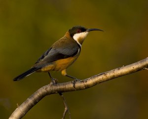 Eastern Spinebilll