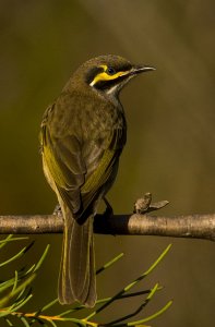 Yellow-faced Honeyeater