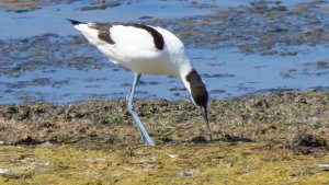 Avocet