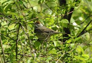 Marsh Warbler