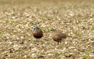 Dotterels