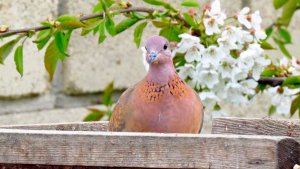 Laughing Dove