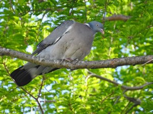 Wood Pigeon