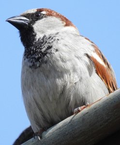 House Sparrow (Passer domesticus)