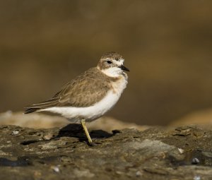 Double-banded Plover