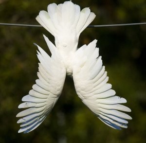 Sulphur-crested Cockatoo