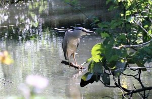 Night Heron