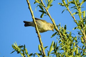 Bonellis Warbler