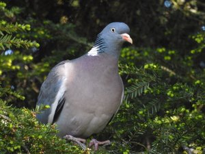 Wood Pigeon