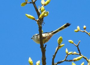 Long-tailed Tit