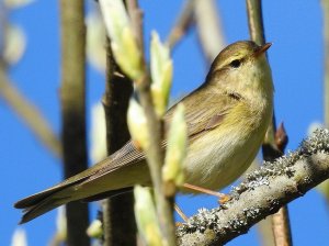 Bonellis Warbler