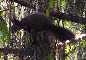 Squirrel, dark brown..