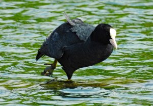 Coot