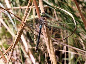 Anax parthenope