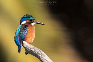 Malachite Kingfisher