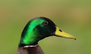 Drake Mallard