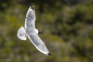 Franklin's Gull