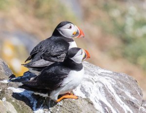 Isle Of May Puffins