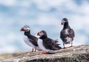 More Puffins