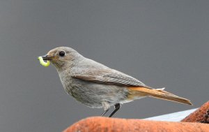 Female Redstart