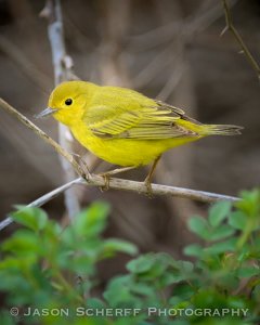 Yellow warbler