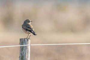 Northern Wheatear