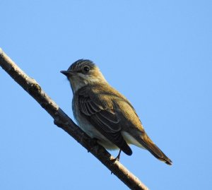 Spotted Flycatcher