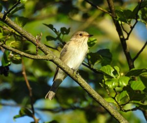 Spotted Flycatcher