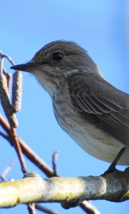 Spotted_Flycatcher_-_Grauschn_pper_3