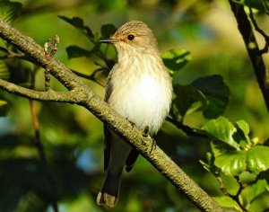 Spotted Flycatcher