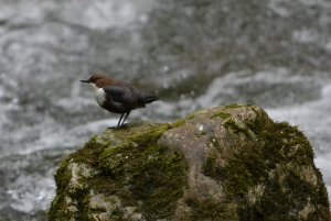 white-throated dipper