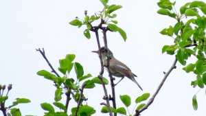 Olive-tree Warbler