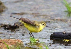 Yellow Wagtail