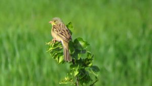 Ortolan Bunting