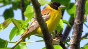 Black-headed Bunting (male)