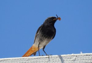 Black redstart (male)