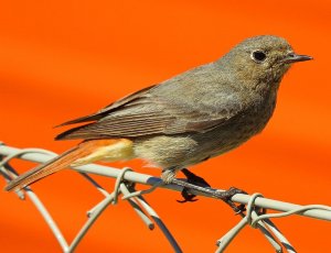 Black redstart (female)