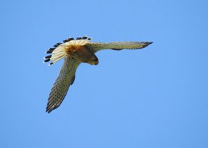 Kestrel