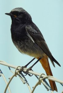 Black redstart