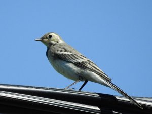 White Wagtail (female)