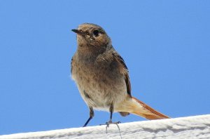 Black redstart (female)