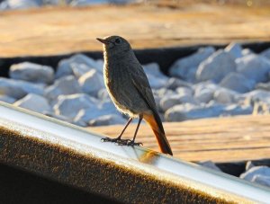 Black redstart (female)