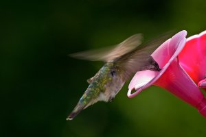 Ruby Throated Humming Bird