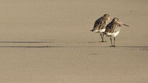 Limosa Beach