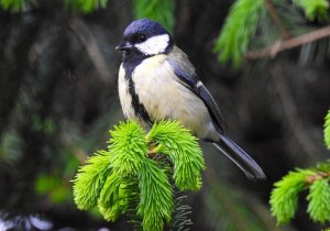 Great Tit