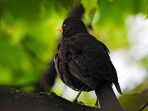 Blackbird