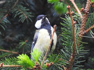 Great Tit