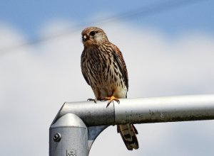 Kestrel