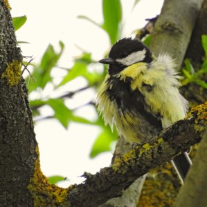 Great Tit