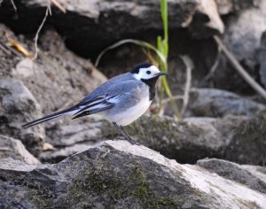 White Wagtail